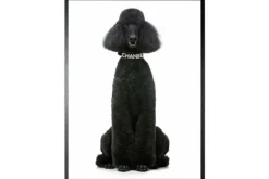 Discount Art Print Chanel Poedel FA-110 Schilderijen