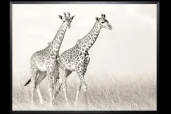 Schilderijen-Luxe Framing Art Art Print Giraffen SHI262