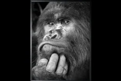 Sale Art Print Gorilla ISF103 Schilderijen