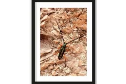 Schilderijen-Urban Cotton Art Print High on Life Insect