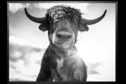 Schilderijen-Luxe Framing Art Art Print Koe in portret SHJ769