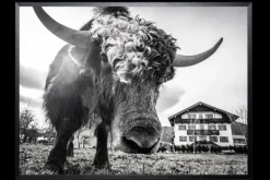 Hot Art Print Koe SHJ770 Schilderijen