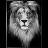 Art Print Leeuw Zwart-wit SHC094 Schilderijen