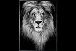 Art Print Leeuw Zwart-wit SHC094 Schilderijen