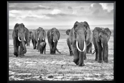 Discount Art Print Olifantenfamilie SHJ606 Schilderijen