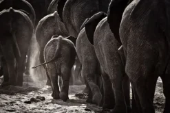 Glasschilderij Familie Olifanten 080120-1132 Schilderijen