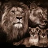 Sale Glasschilderij Leeuwenfamilie 080120BS-603 Schilderijen
