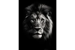 New Glasschilderij Mighty Lion Schilderijen