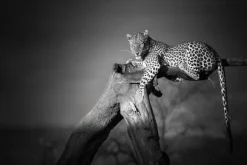 Schilderijen-Ter Halle Glasschilderij Panter in de boom 080120-876