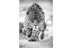 Outlet Glasschilderij Panter zwart/wit 080120-461 Schilderijen