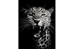 Outlet Glasschilderij Rawr Cheetah Schilderijen