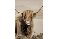 Schilderijen-Ter Halle Glasschilderij Schotse hooglander links 110160-117