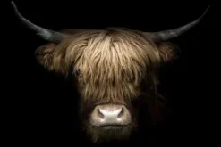 Schilderijen-Ter Halle Glasschilderij Schotse Hooglander 080120-981