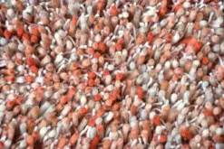 Online Vloerkleed 61802 Young | Vloerkleden