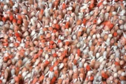 Vloerkleed 61802 Young | Vloerkleden